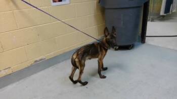 PACA -  Belgian Shepherd Malinois and Mixed Breed Dog for Adoption in Tulsa, Oklahoma - PACA | PetCurious