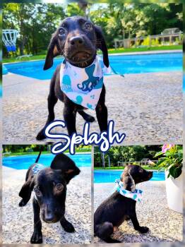 Splash -  Labradoodle Dog for Adoption in Melbourne, Florida - Splash | PetCurious
