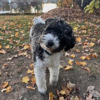 Ozzy -  Shih Poo Dog for Adoption in Pelham, New Hampshire - Ozzy | PetCurious