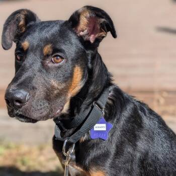 Scrappy -  Mixed Breed Dog for Adoption in San Francisco, California - Scrappy | PetCurious