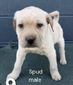 Spud -  Shar Pei Dog for Adoption in Parma, Ohio - Spud | PetCurious