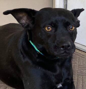 Rescue Corgi and Mixed Breed Dogs for Adoption in Crossville, Tennessee - BOBBIN | PetCurious