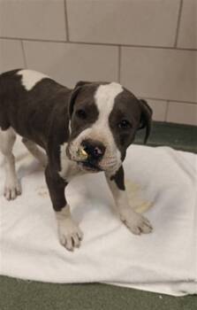 Pit Bull Terrier Dogs Available for Adoption in Santa Fe, New Mexico - SUNSHINE | PetCurious