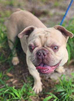Gator -  French Bulldog Dog for Adoption in Lorida, Florida - Gator | PetCurious