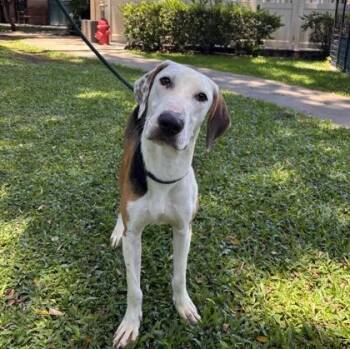 Stevie -  Pit Bull Terrier and Mixed Breed Dog for Adoption in Honolulu, Hawaii - Stevie | PetCurious