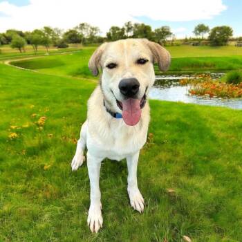 Rescue Great Pyrenees Dogs for Adoption in Saint George, Vermont - Jack | PetCurious