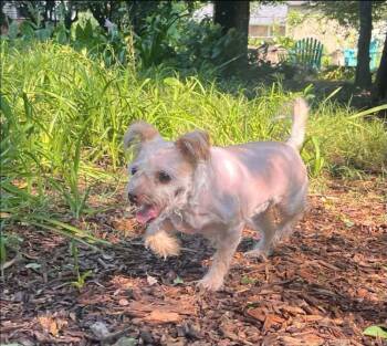 Hazel Nut -  Terrier Dog for Adoption in Acworth, Georgia - Hazel Nut | PetCurious