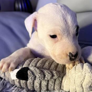 American Bully Dogs Available for Adoption - Toulouse | PetCurious