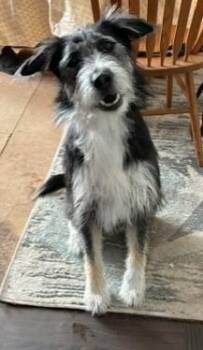 Bingo -  Belgian Shepherd Sheepdog and Shepherd Dog for Adoption in Pasco, Washington - Bingo | PetCurious