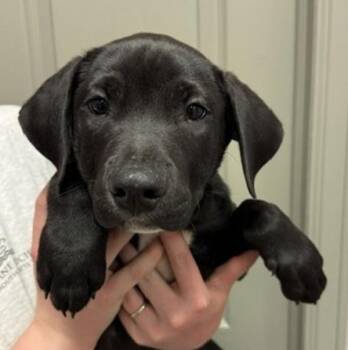 Comet -  Labrador Retriever Dog Available for Adoption in Littleton, Colorado - Comet | PetCurious