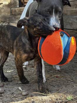Bindi #2 -  Labrador Retriever Dog for Adoption in Denver, Colorado - Bindi #2 | PetCurious