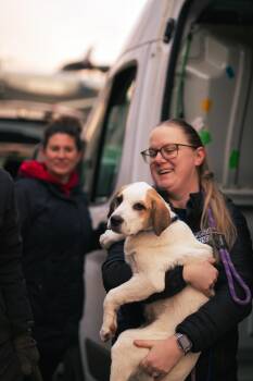 Rescue Labrador Retriever and Great Pyrenees Dogs for Adoption in New York, New York - Bastille My Heart | PetCurious