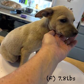 grey -  Mixed Breed Dog for Adoption in Bellingham, Washington - Grey | PetCurious