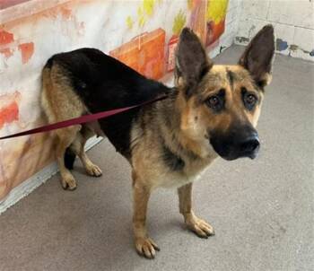 KARMA -  German Shepherd Dog Dog for Adoption in San Bernardino, California - KARMA | PetCurious