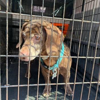 Mocha Latte fka Frank -  Dachshund Dog Available for Adoption in Charlottesville, Virginia - Mocha Latte Fka Frank | PetCurious
