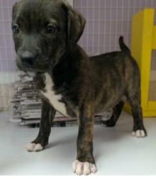 Jelly Bean -  Mixed Breed Dog for Adoption in Kansas City, Missouri - Jelly Bean | PetCurious