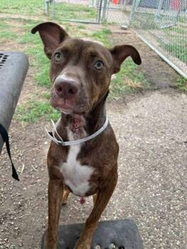 Rescue Terrier and Mixed Breed Dogs for Adoption in Saugus, Massachusetts - Mulberry | PetCurious