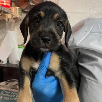 Pom Pom -  Standard Poodle and Labrador Retriever Dog for Adoption in Morton Grove, Illinois - Pom Pom | PetCurious