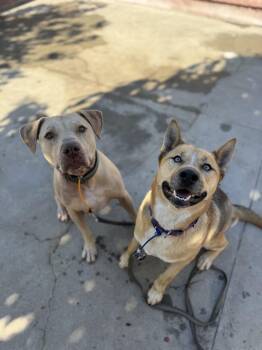 Pit Bull Terrier Dogs Available for Adoption - Pumba | PetCurious