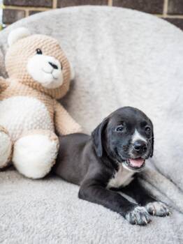Bean -  Terrier Dog for Adoption in Tallahassee, Florida - Bean | PetCurious