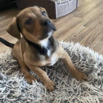 Pug and Beagle Dogs Available for Adoption - Jackie | PetCurious