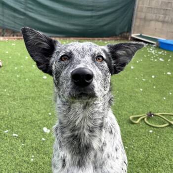 Milkshake -  Australian Cattle Dog Blue Heeler and Cattle Dog Dog for Adoption in Flagstaff, Arizona - Milkshake | PetCurious