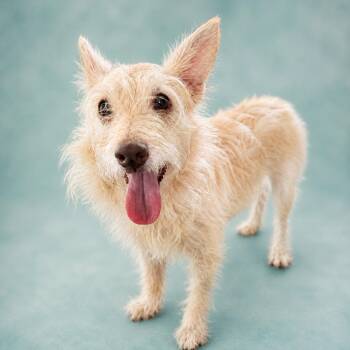 Fernando -  Wirehaired Terrier and Mixed Breed Dog for Adoption in Hardeeville, South Carolina - Fernando | PetCurious