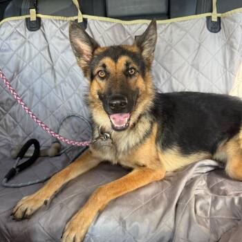 Charlotte -  German Shepherd Dog Dog for Adoption in Santa Monica, California - Charlotte | PetCurious