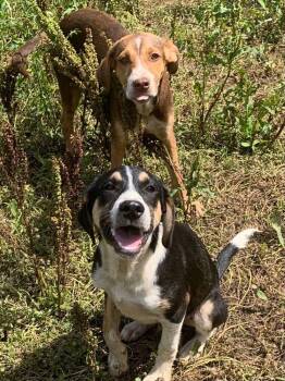 Mixed Breed Dogs Available for Adoption in Taycheedah, Wisconsin - Milton | PetCurious