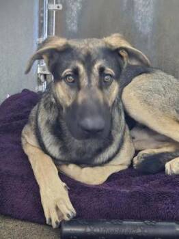 Rescue German Shepherd Dog and Mixed Breed Dogs for Adoption in Roseville, California - Ninja Gaiden | PetCurious