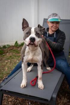 Mixed Breed Dogs Available for Adoption in Chamblee, Georgia - Nico | PetCurious