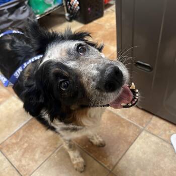 FWT Niki -  Border Collie Dog for Adoption in Midland, Texas - FWT Niki | PetCurious