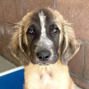 Empire -  Great Pyrenees and Great Dane Dog for Adoption in Goleta, California - Empire | PetCurious
