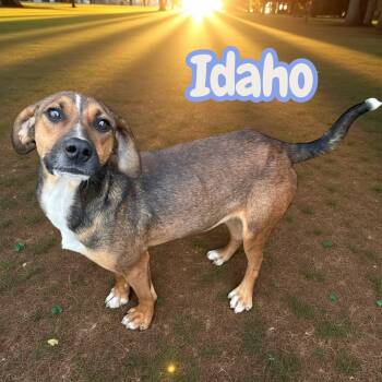 Idaho -  Mixed Breed Dog for Adoption in Chuckey, Tennessee - Idaho | PetCurious