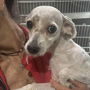 Gillette -  Mixed Breed Dog for Adoption in Newark, New Jersey - Gillette | PetCurious
