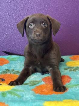 Neapolitan -  Chihuahua and Spaniel Dog for Adoption in Jamestown, California - Neapolitan | PetCurious