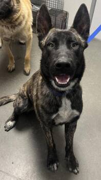 Zeus -  Dutch Shepherd and Mixed Breed Dog for Adoption in Fresno, California - Zeus | PetCurious
