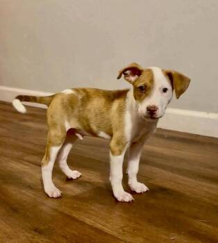 Pumpkin -  Terrier Dog for Adoption in Glocester, Rhode Island - Pumpkin | PetCurious