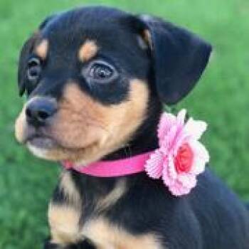 FOSTER NEEDED- Nikki -  Miniature Pinscher and Chihuahua Dog for Adoption - FOSTER NEEDED- Nikki | PetCurious