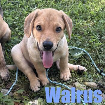 Walrus -  Hound and Mixed Breed Dog for Adoption in Ellicott City, Maryland - Walrus | PetCurious