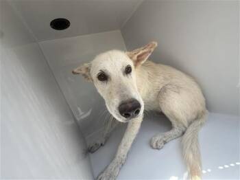 A662555 -  Labrador Retriever Dog for Adoption in Houston, Texas - A662555 | PetCurious