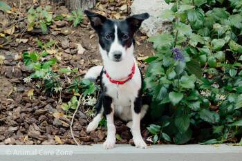 Laurel -  Collie and Chihuahua Dog for Adoption in Toronto, Ontario - Laurel | PetCurious