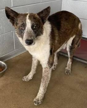 Bar Ditch -  Cattle Dog and Mixed Breed Dog Available for Adoption in Lampasas, Texas - Bar Ditch | PetCurious