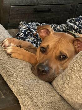 Black Mouth Cur and Labrador Retriever Dogs Available for Adoption - Mutt | PetCurious