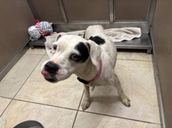 Susie -  Boxer and Mixed Breed Dog for Adoption in Honolulu, Hawaii - Susie | PetCurious