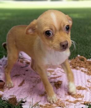 Chihuahua Dogs Available for Adoption in Fort Myers, Florida - Kimmi-Adorable Chi Puppy! | PetCurious