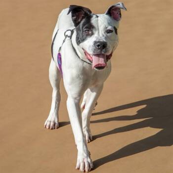 Pit Bull Terrier and Mixed Breed Dogs Available for Adoption in St. Louis, Missouri - COOKIE | PetCurious
