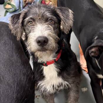 Labrador Retriever and Schnauzer Dogs Available for Adoption in Austin, Texas - Guitarron | PetCurious