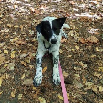 Cletus -  Mixed Breed Dog for Adoption in Washougal, Washington - Cletus | PetCurious
