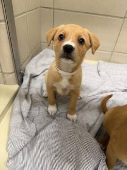 Callie -  Mixed Breed Dog for Adoption in Munster, Indiana - Callie | PetCurious